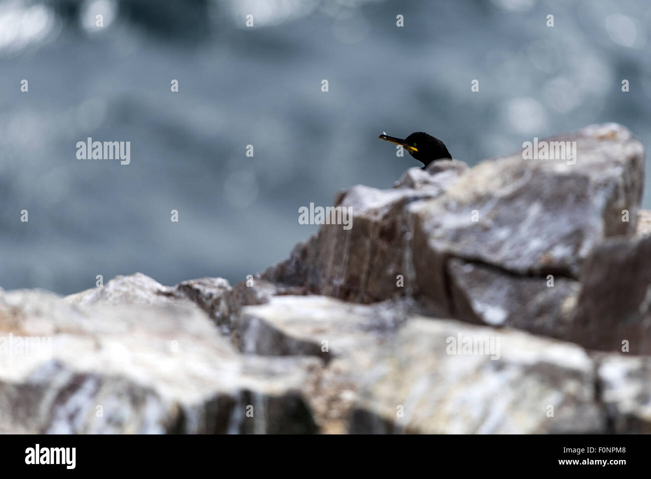 Shag auf Felsen (Phalacrocorax Aristotelis) Farne Islands, England, Großbritannien, Vereinigtes Königreich Stockfoto