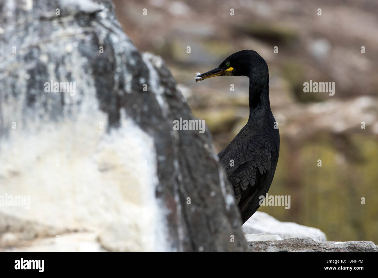 Shag auf Felsen (Phalacrocorax Aristotelis) Farne Islands, England, Großbritannien, Vereinigtes Königreich Stockfoto