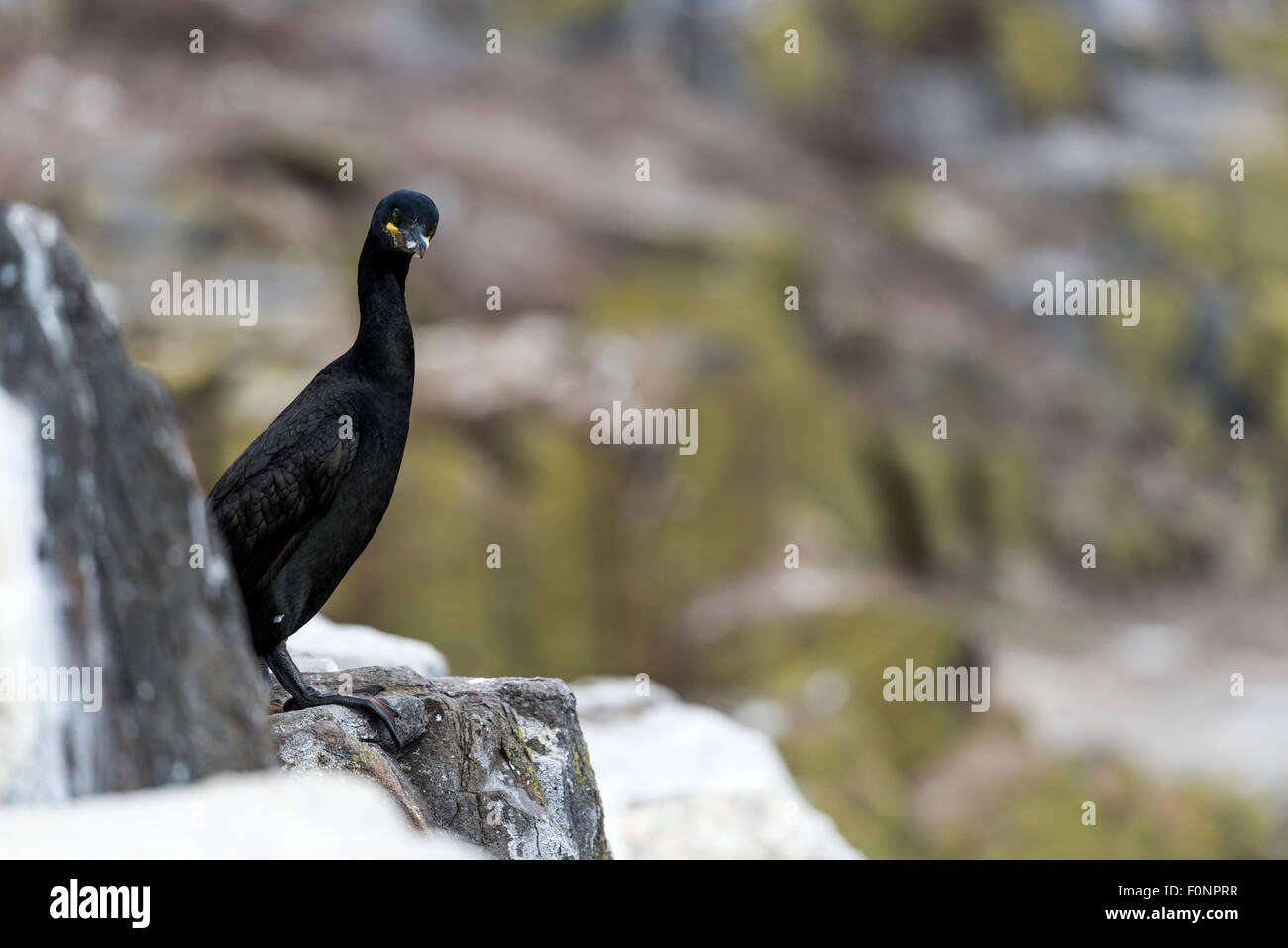 Shag auf Felsen (Phalacrocorax Aristotelis) Farne Islands, England, Großbritannien, Vereinigtes Königreich Stockfoto