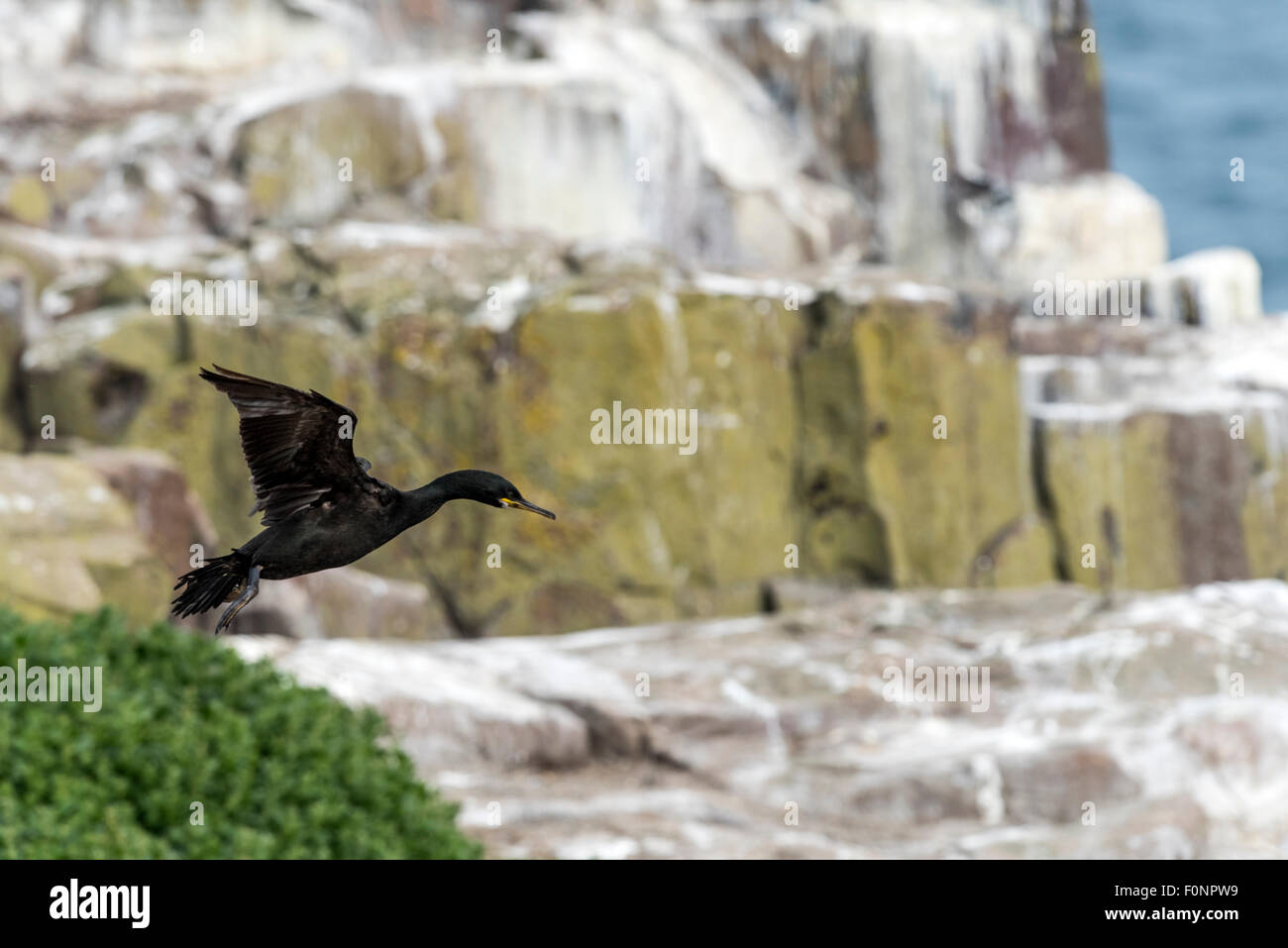 Shag im Flug (Phalacrocorax Aristotelis) Farne Islands, England, Großbritannien, Vereinigtes Königreich Stockfoto