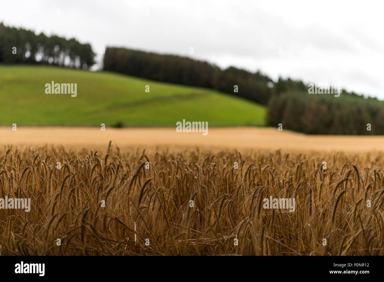 Weizen Felder Northumberland, England, Großbritannien, Vereinigtes Königreich Stockfoto