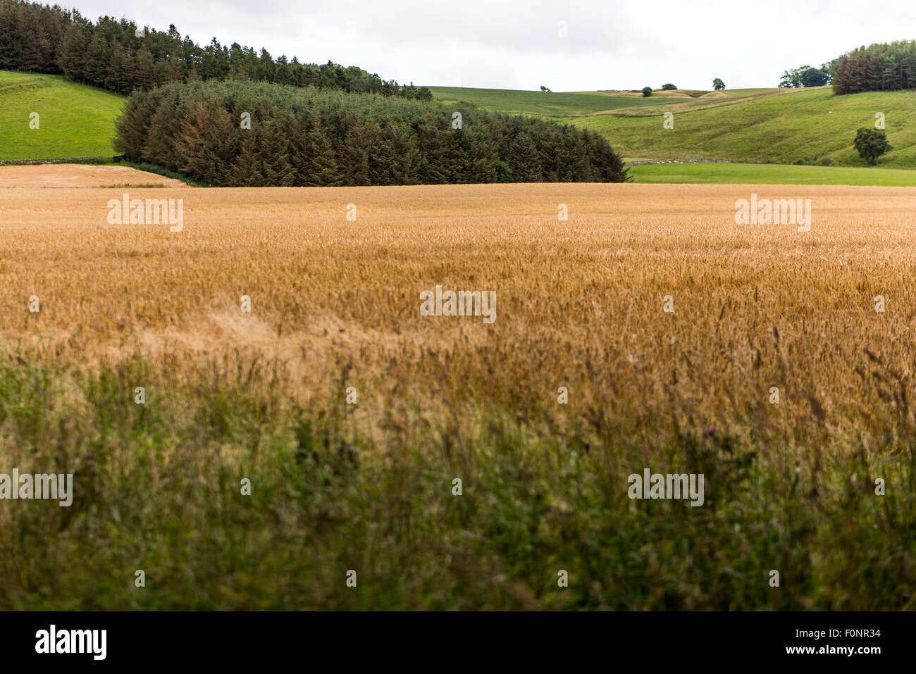 Weizen Felder Northumberland, England, Großbritannien, Vereinigtes Königreich Stockfoto