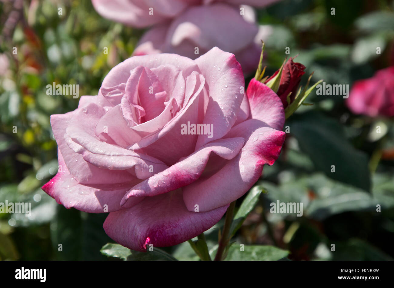 Rosa Moody Blue von der Fritteuse Rosen gezüchtet Stockfoto