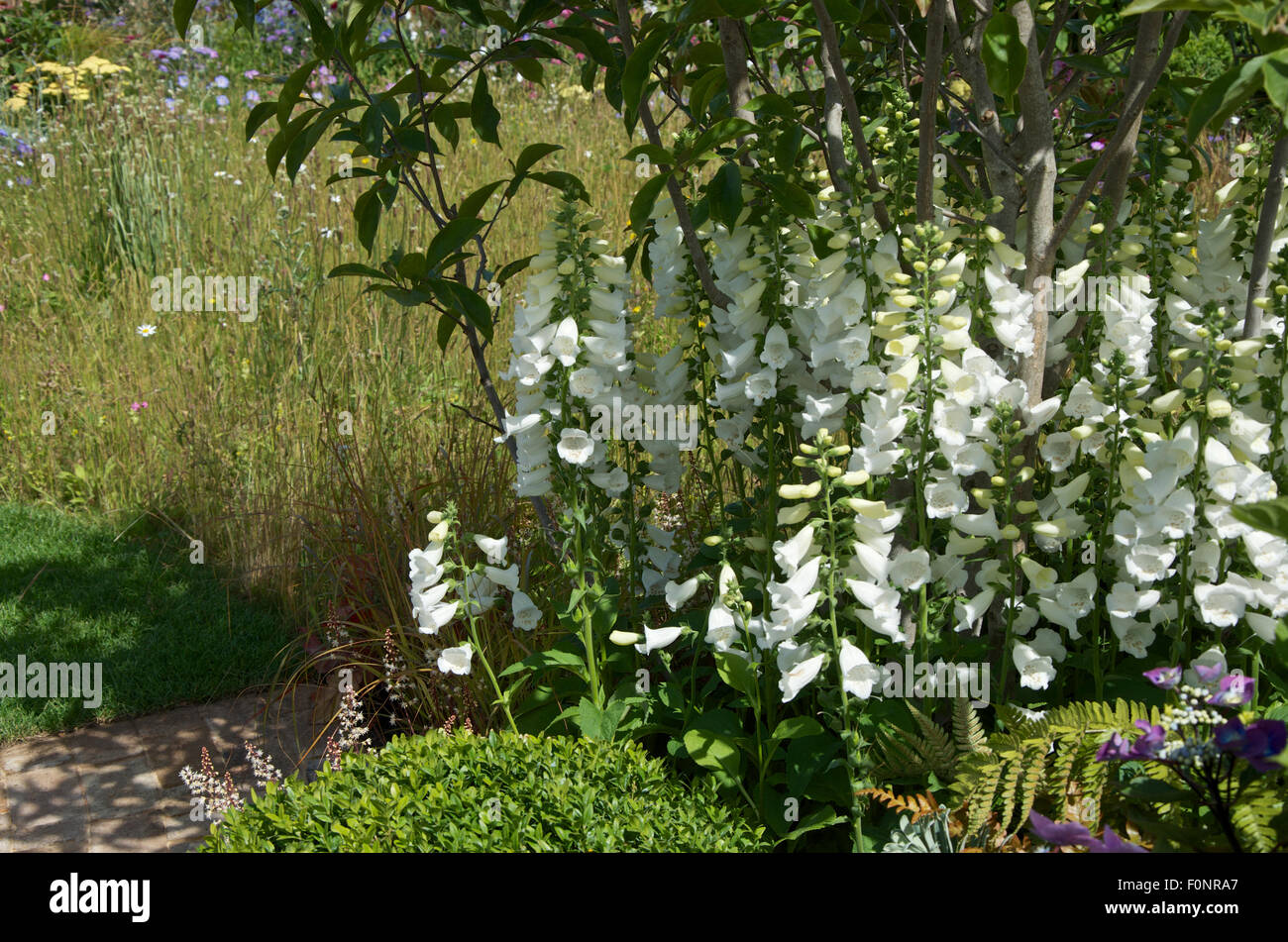 Wiese Garten mit weißen Fingerhut. Stockfoto