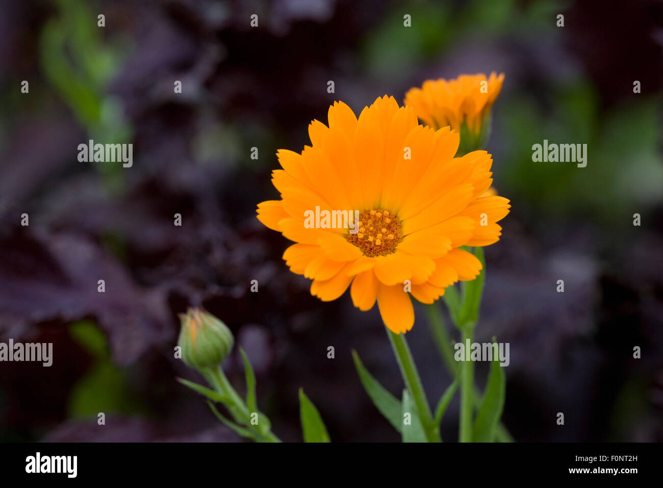 Calendula Officinalis. Englische Ringelblumeblume. Stockfoto