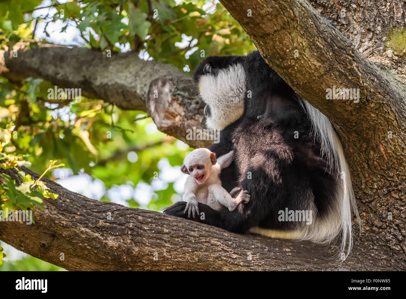 Jaguaren Guereza (Colobus Guereza) und sein baby Stockfoto