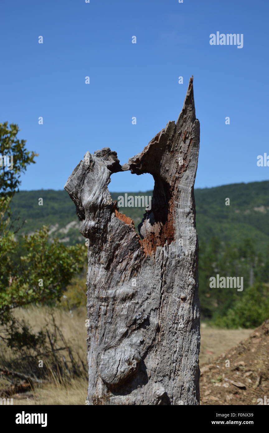 Gebrochenen Baum, Hintergrund blauer Himmel Stockfoto