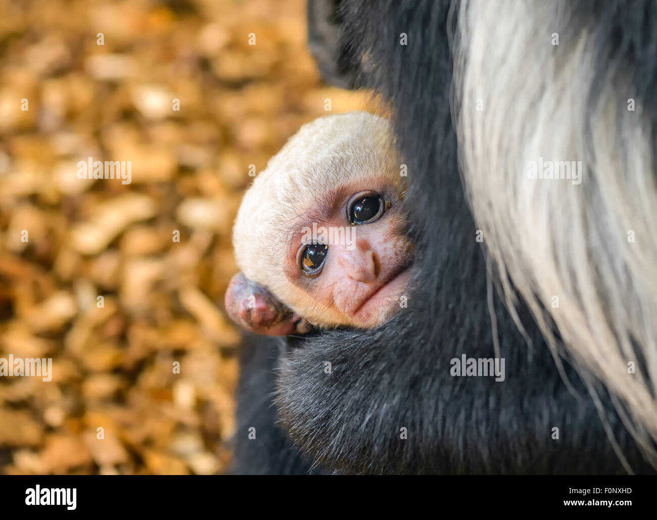 Zwei Wochen alten Baby von Mantled Guereza (Colobus Guereza) Stockfoto
