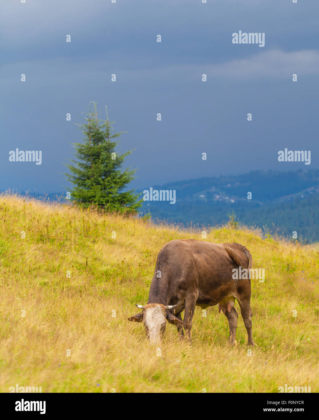 Kuh frisst Grass in den Karpaten Stockfoto