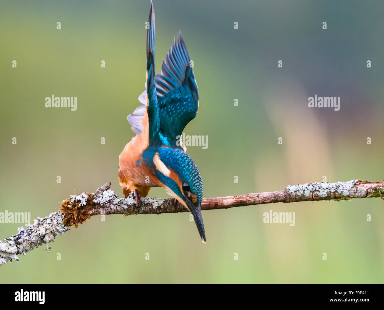 Eisvogel Alcedo atthis Stockfoto