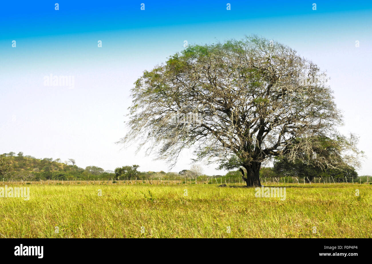 Riesiger Baum in einem Vieh-Feld Stockfoto