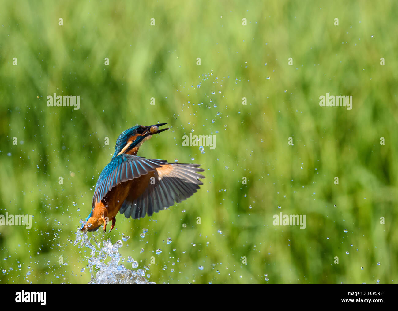 Eisvogel Alcedo atthis Stockfoto