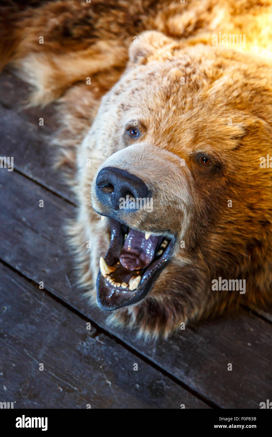 Nahaufnahme detaillierte vorne montierten Bären brüllen mit offenem Mund, auf dem Boden liegend. Stockfoto