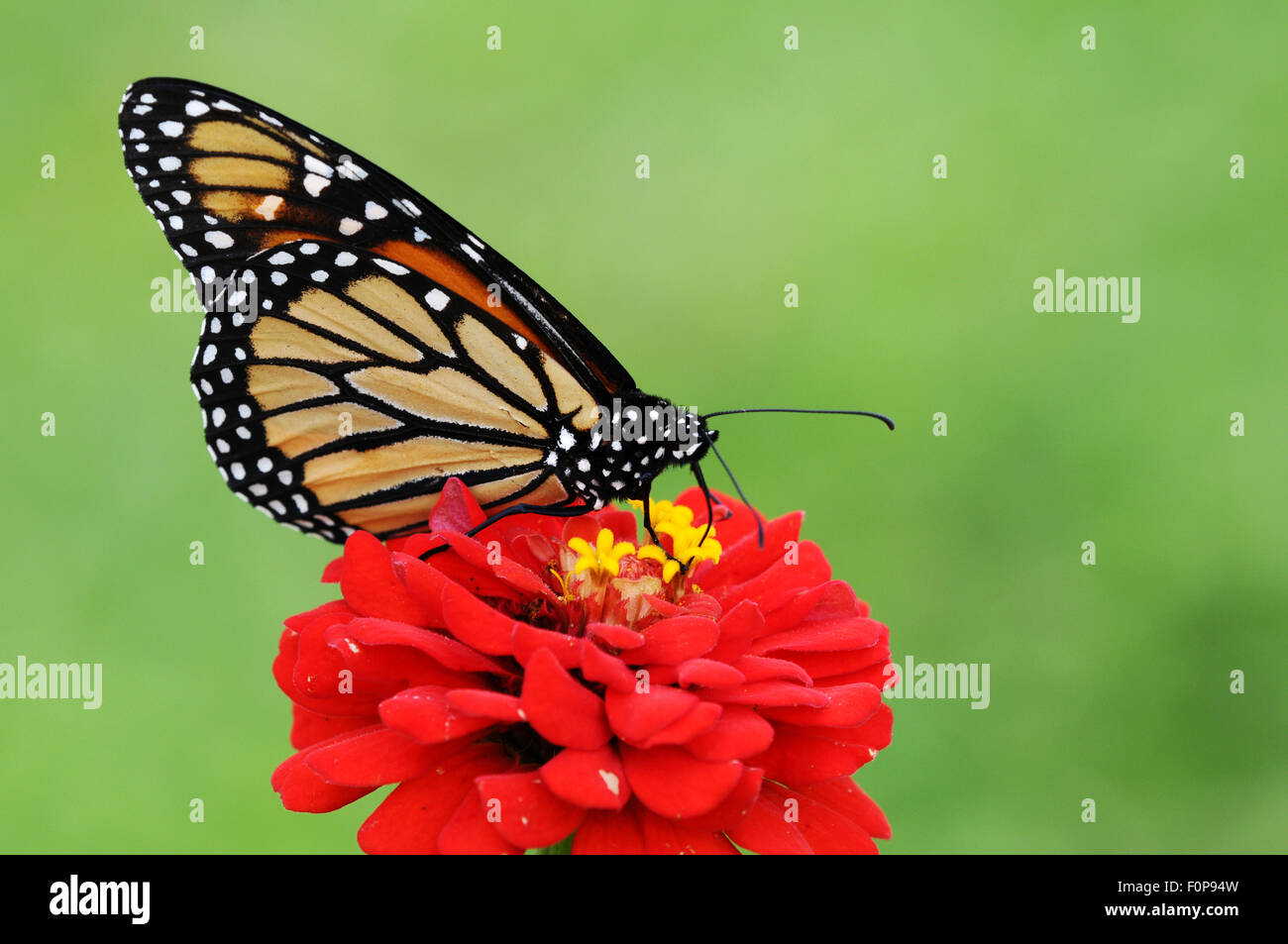 Wunderschönen Monarchfalter (Danaus Plexippus) stellte auf eine rote Blume-Fütterung Stockfoto