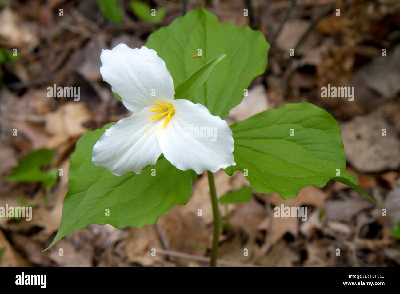 Weißes Trillium Blume wächst wild auf dem Waldboden von Michigan, USA. Stockfoto