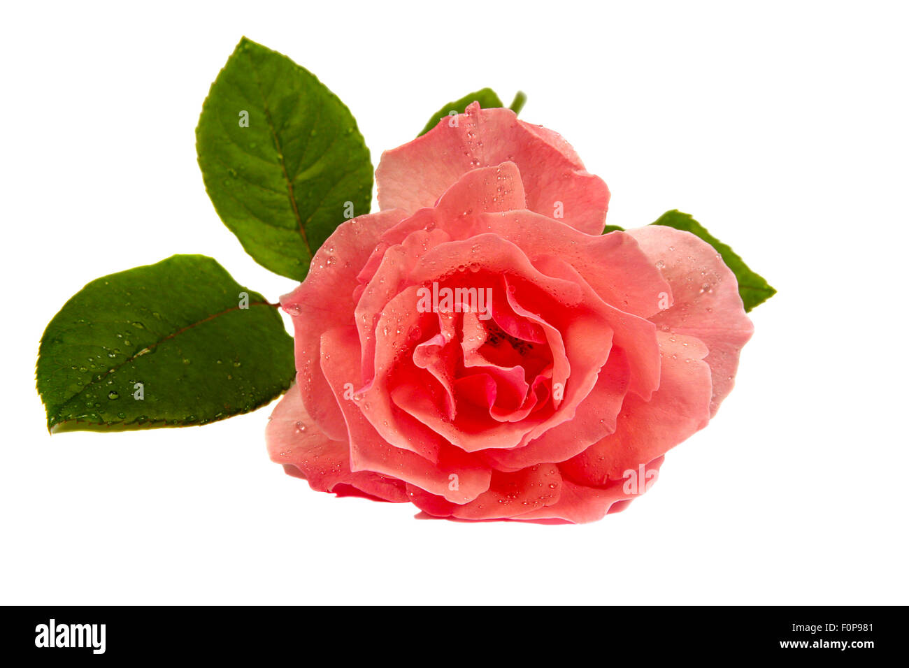 Eine schöne rosa Rose, isoliert auf weiss Stockfoto