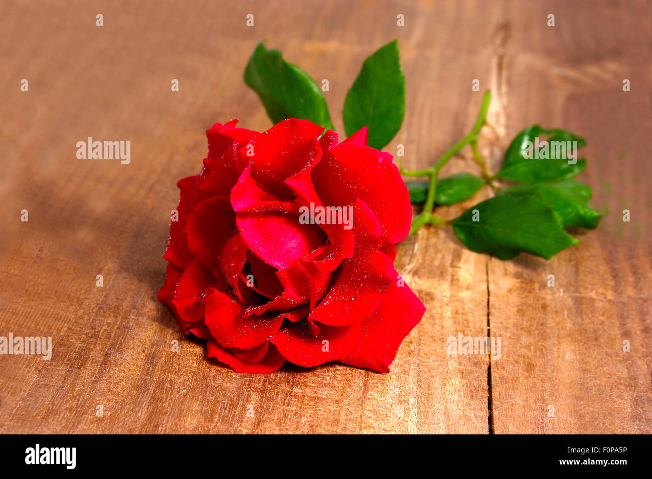 Schöne rote Rose über ein Holzbrett Stockfoto