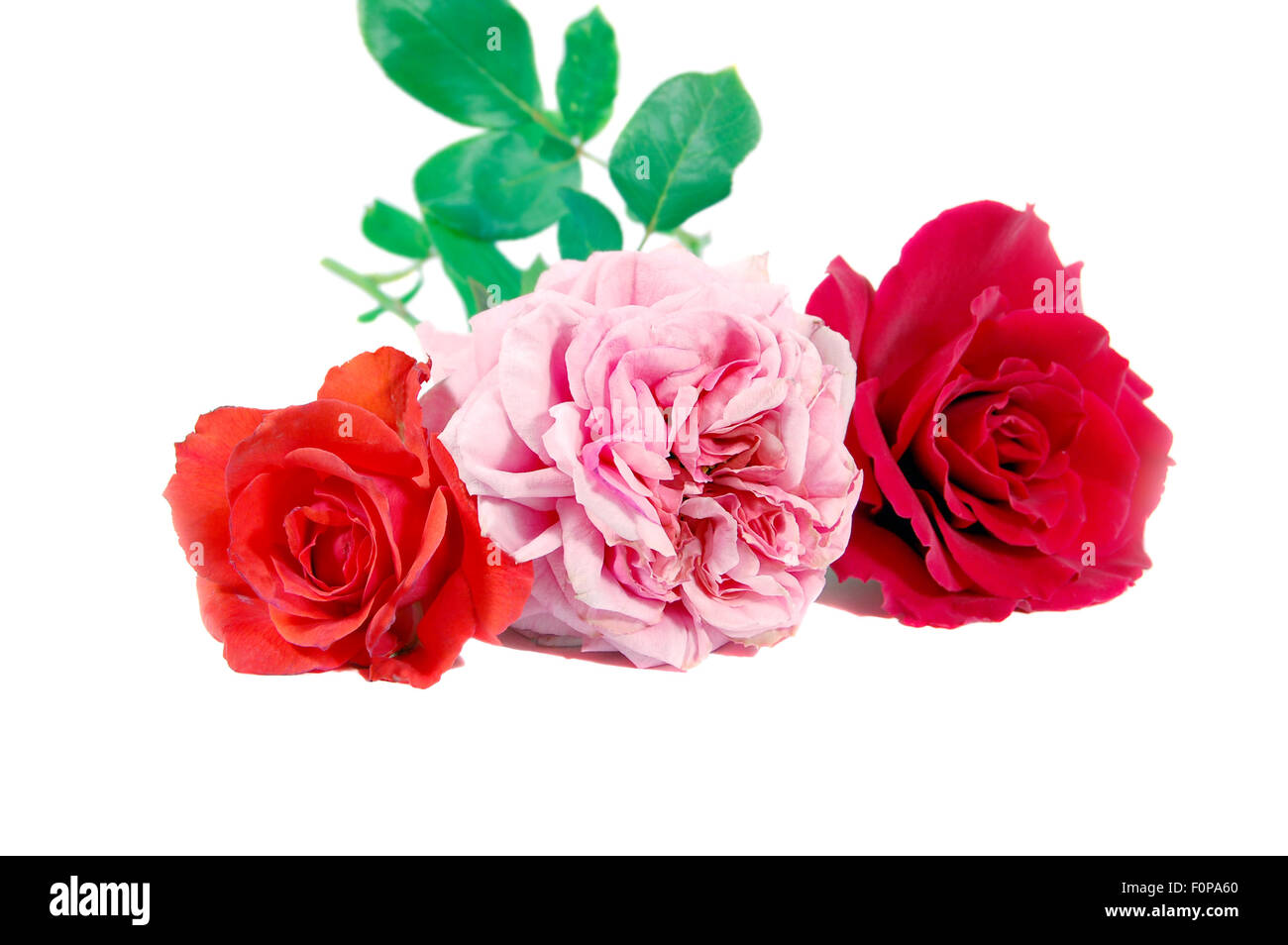 Ein rosa und rote Rosen auf einem weißen Hintergrund isoliert Stockfoto