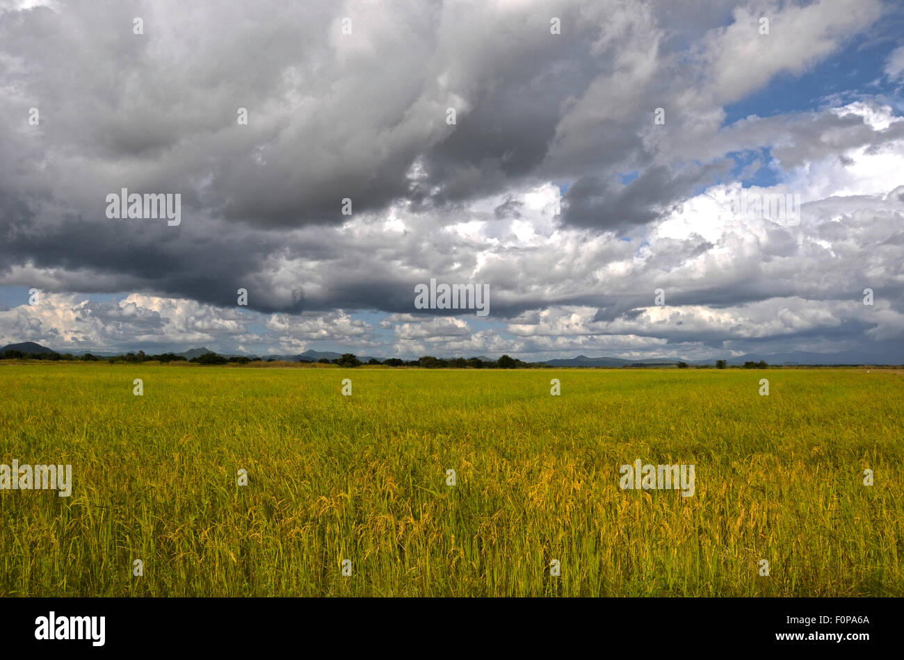 Schöne Reisfeld in der Mitte der panamaischen Landschaft mit einem dramatischen Himmel Stockfoto