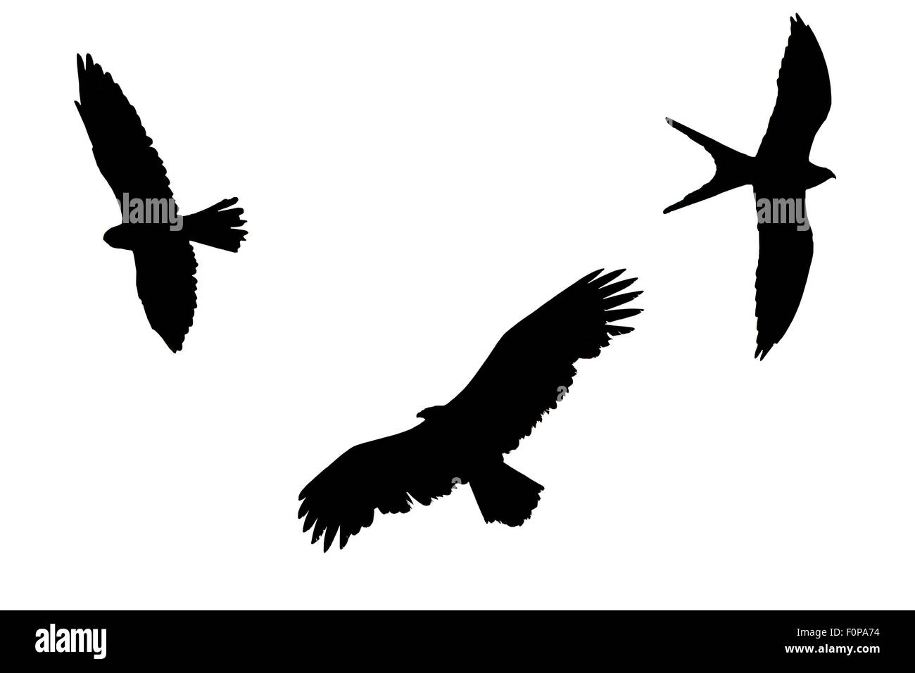 Greifvögel-Silhouetten isoliert auf weißem Hintergrund Stockfoto