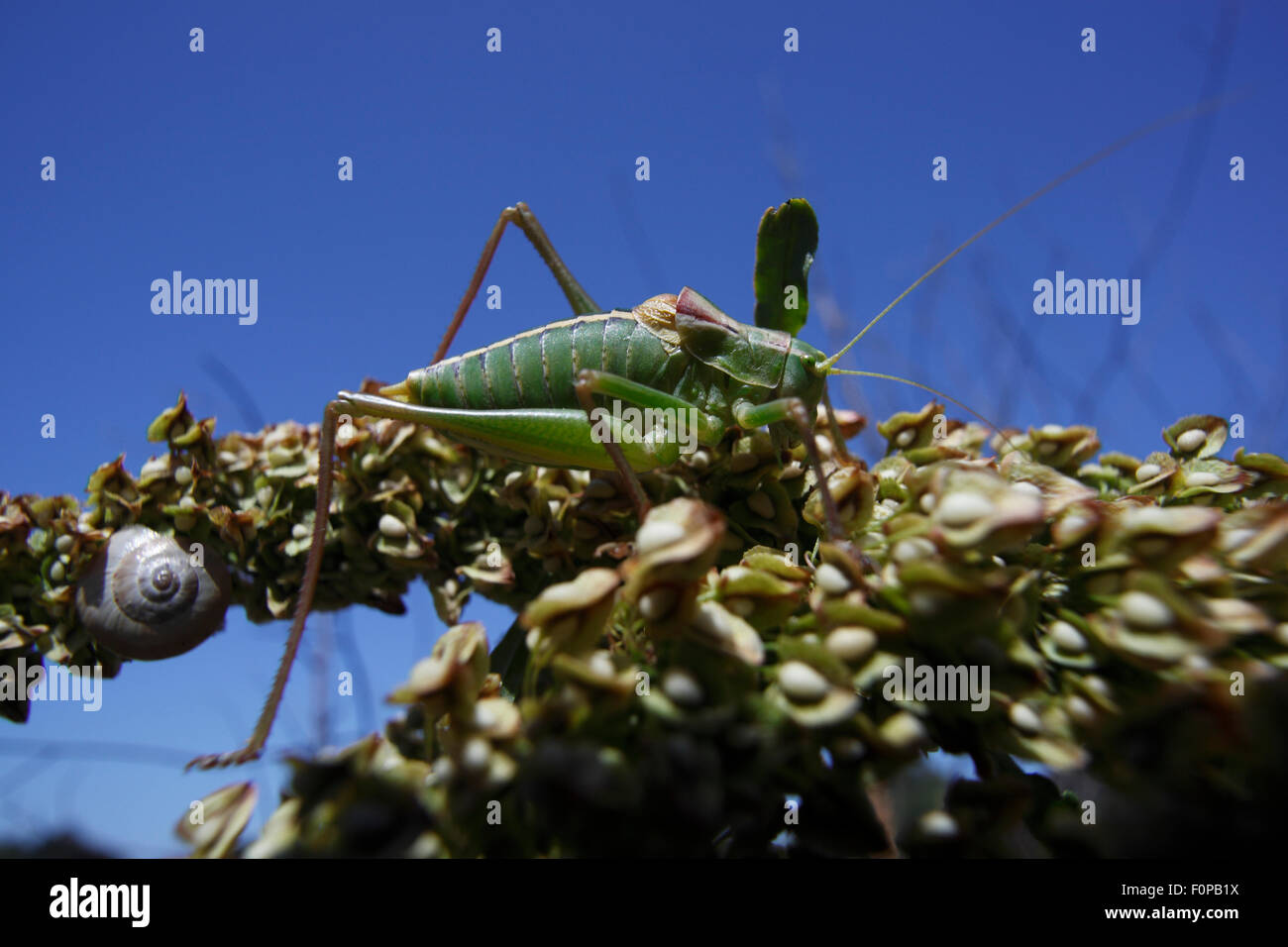 Großen Grashuepfer (Tettigoniidae) die Peloponnes, Griechenland, Mai 2009 Stockfoto