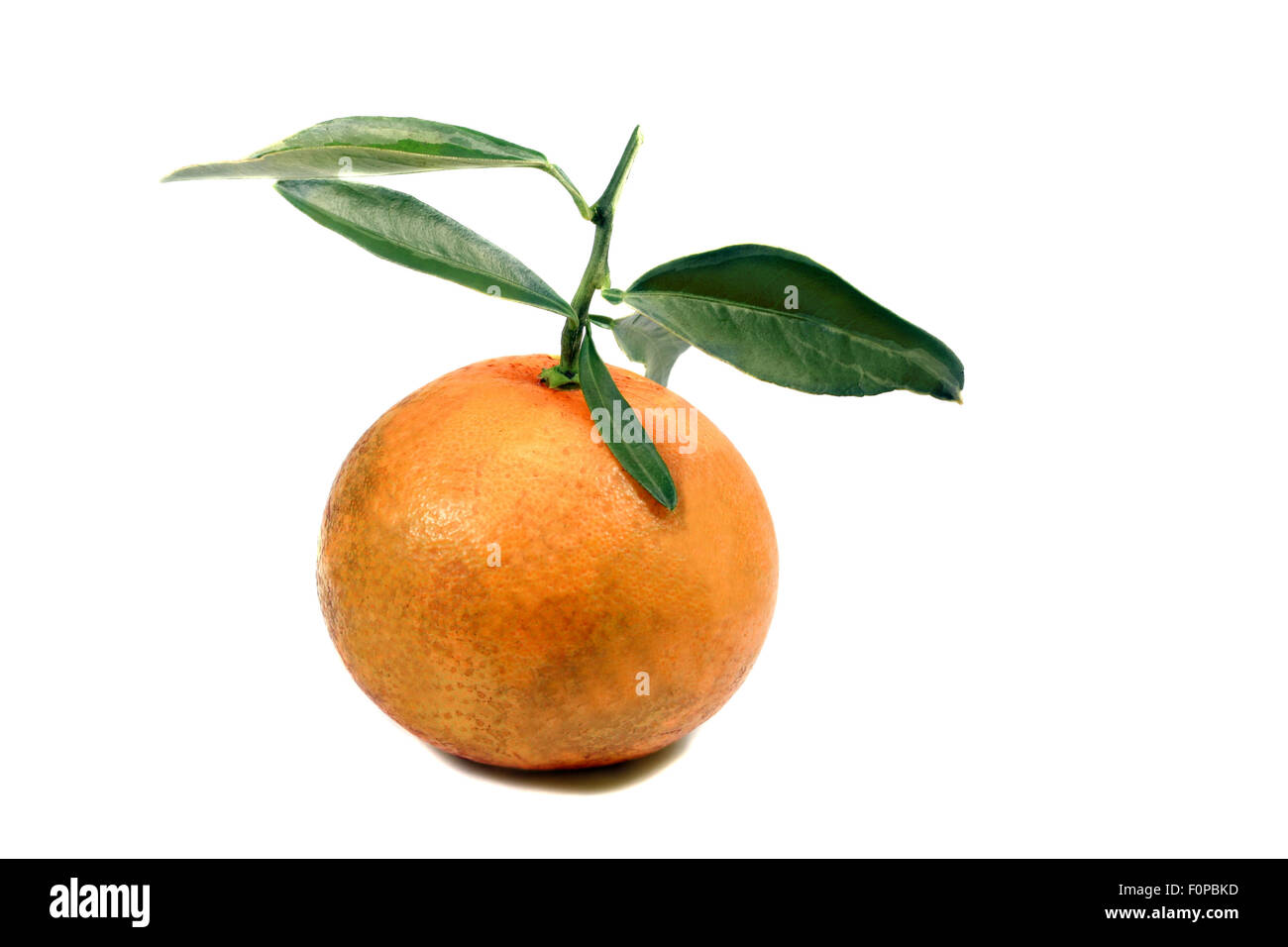 Makroaufnahme einer einzigen Orange Stockfoto