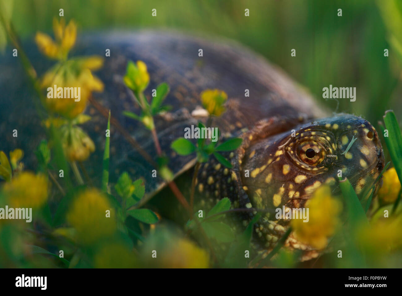 Europäische Sumpfschildkröte (Emys Orbicularis) auf einer Wiese, die Peloponnes, Griechenland, Mai 2009 Stockfoto