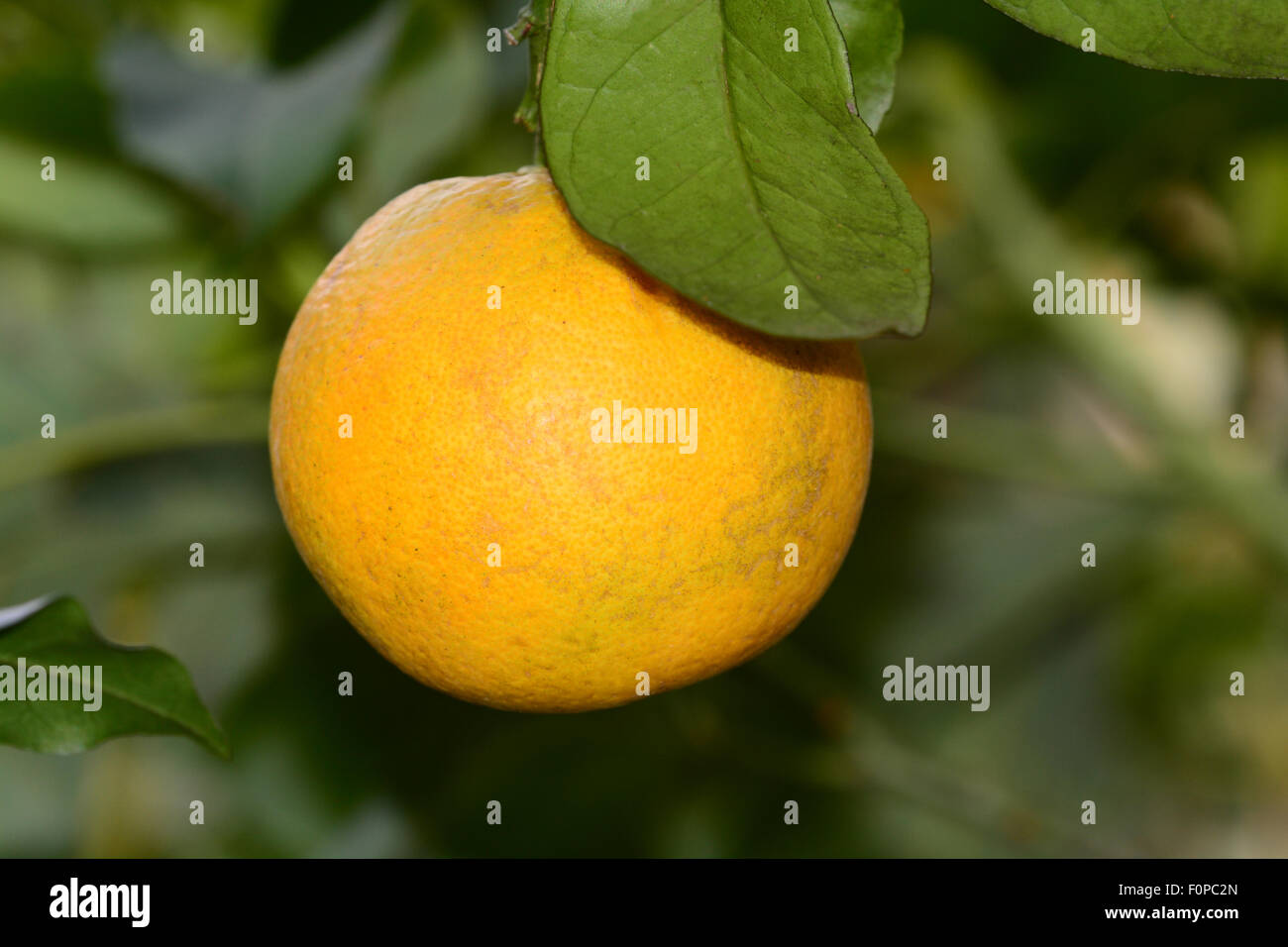 Nahaufnahme von einem einzigen Orange von seinen Ast hängen Stockfoto