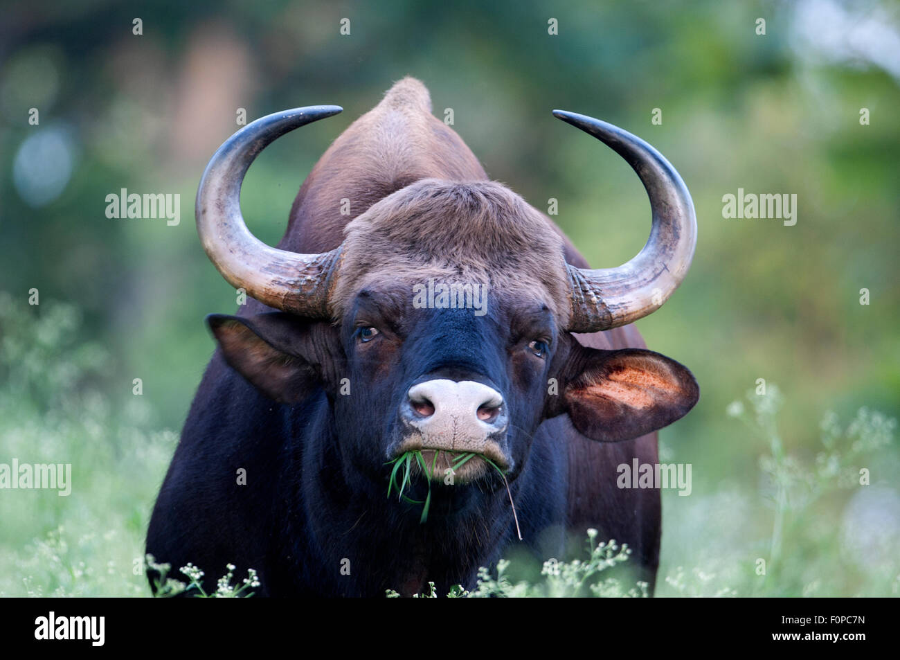 Indische Guar männlich (Bos Gaurus) in Nagarhole-Nationalpark in Indien Stockfoto