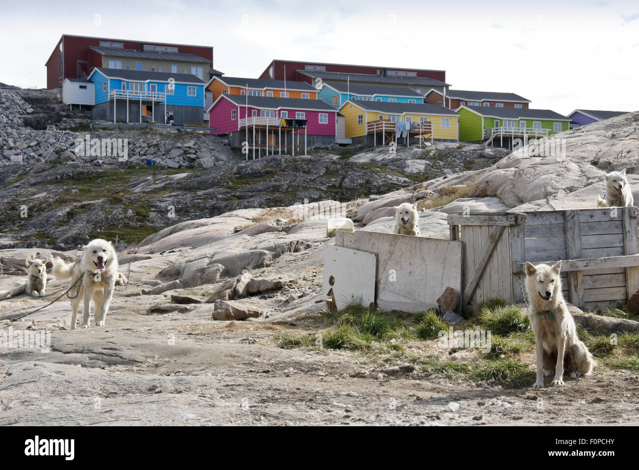 Bunte Gehäuse und grönländischen Schlitten Hunde, Ilulissat, Westgrönland Stockfoto