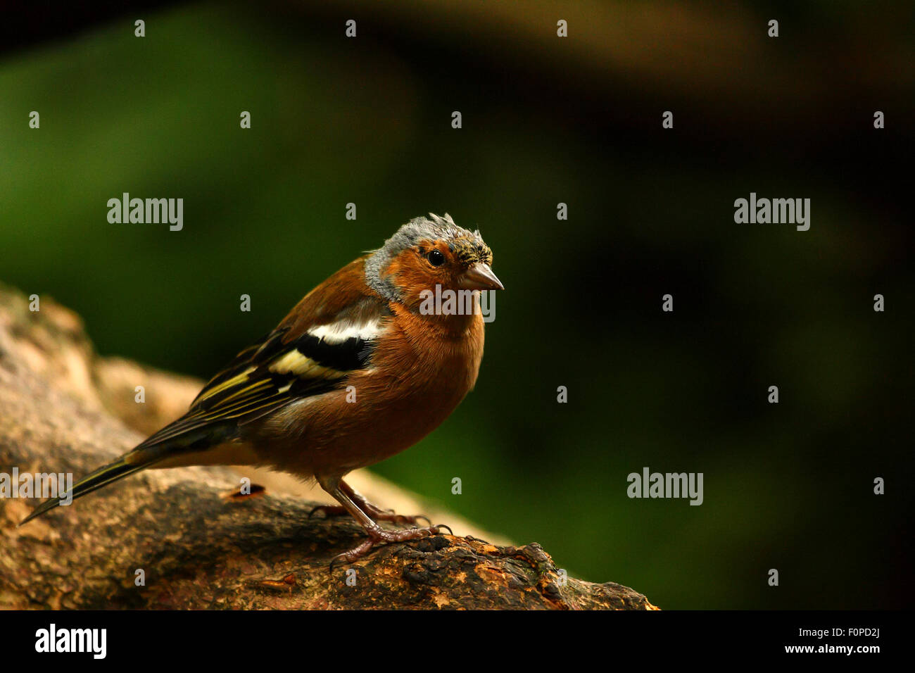 Männchen Buchfink thront auf einem Ast in einer Parklandschaft Stockfoto
