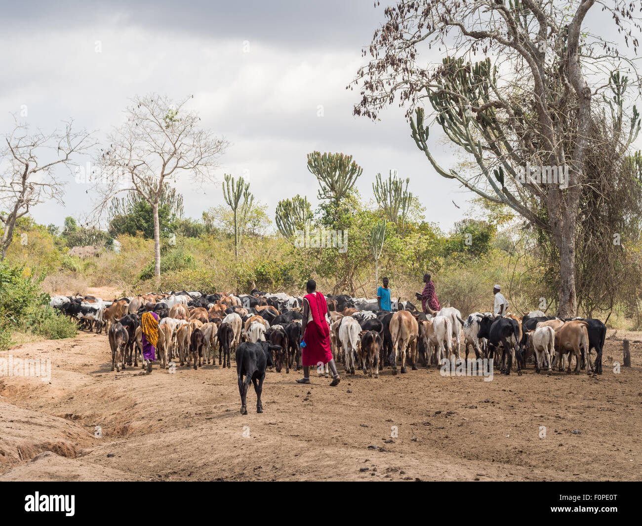 Massai-Hirten mit ihrem Vieh in Tansania, Afrika. Stockfoto