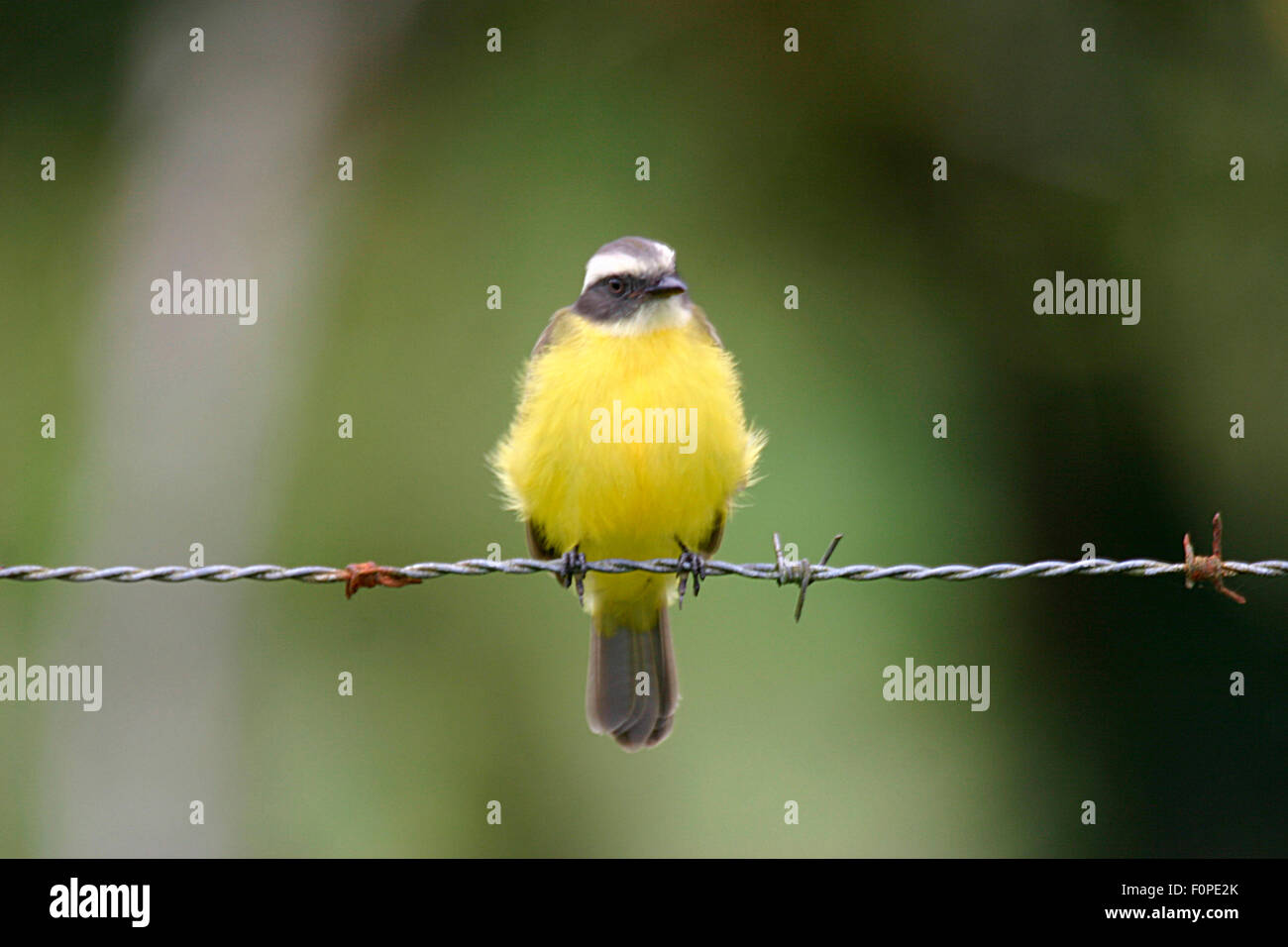 Soziale Flycatcher Vogel sitzend auf einem Widerhaken-Draht-Leitung Stockfoto