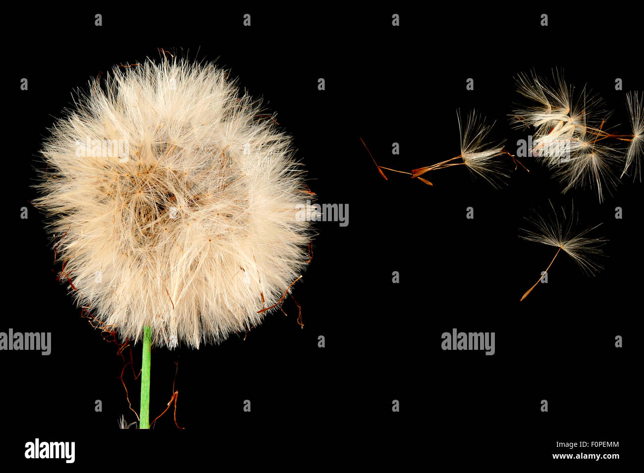 Makroaufnahme einer Dandellion Blume isoliert auf schwarz Stockfoto