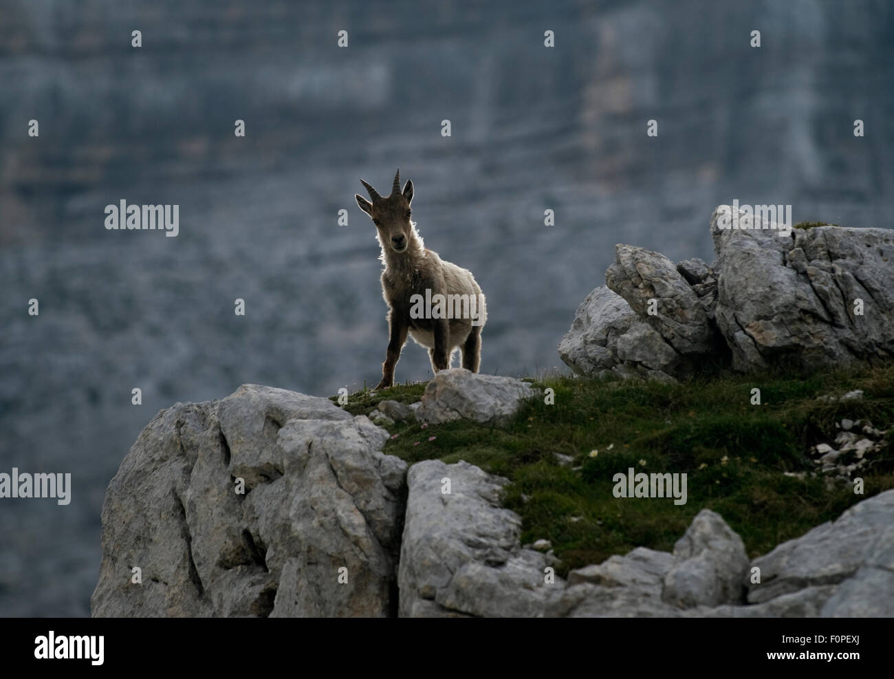 Steinbock (Capra Ibex) stehen auf Felsen, Nationalpark Triglav, Julischen Alpen, Slowenien, Juli 2009 Stockfoto