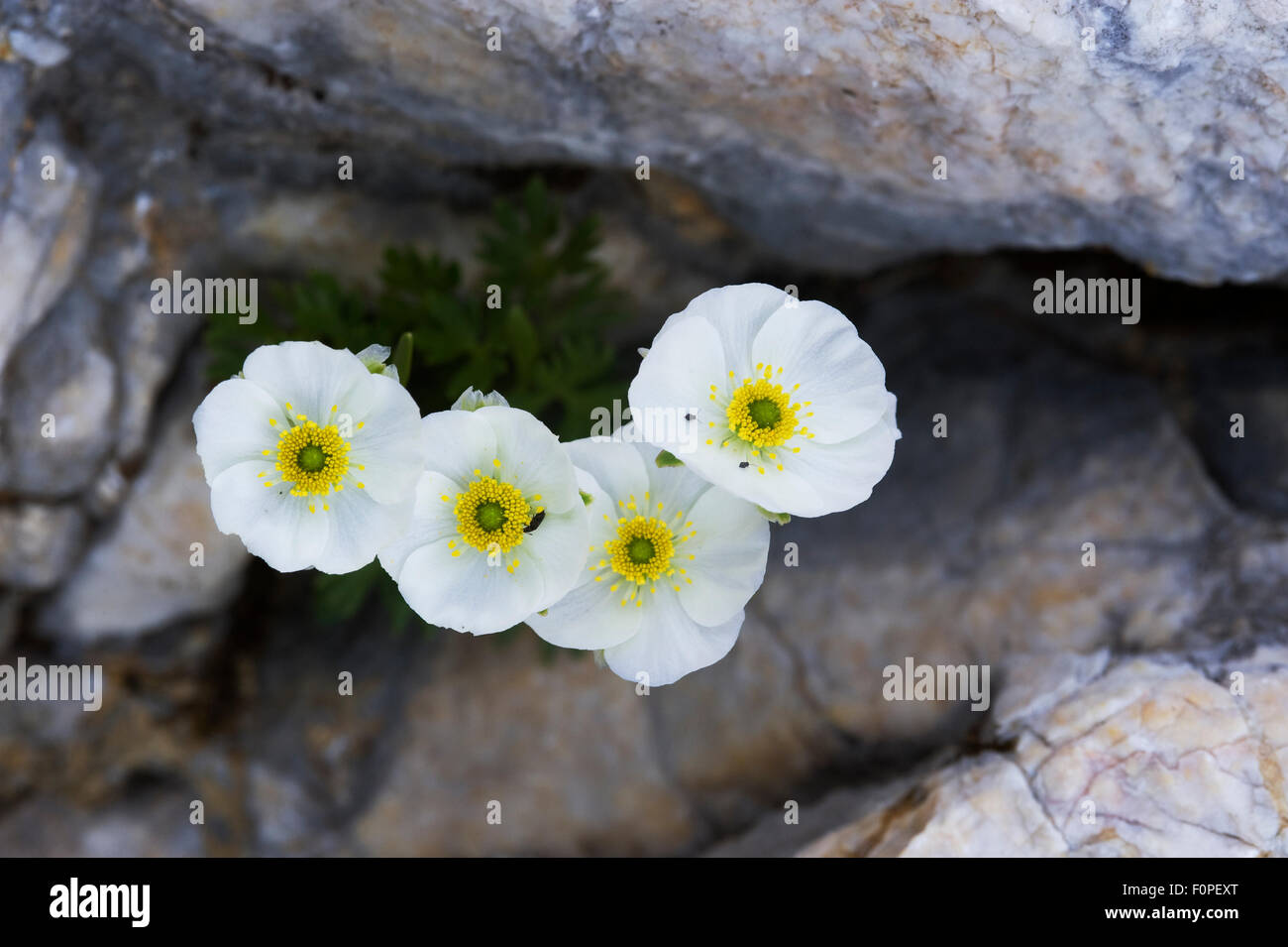 Vier Alpen-Mohn (Papaver Alpinum) Blumen, Nationalpark Triglav, Julischen Alpen, Slowenien, Juli 2009 Stockfoto