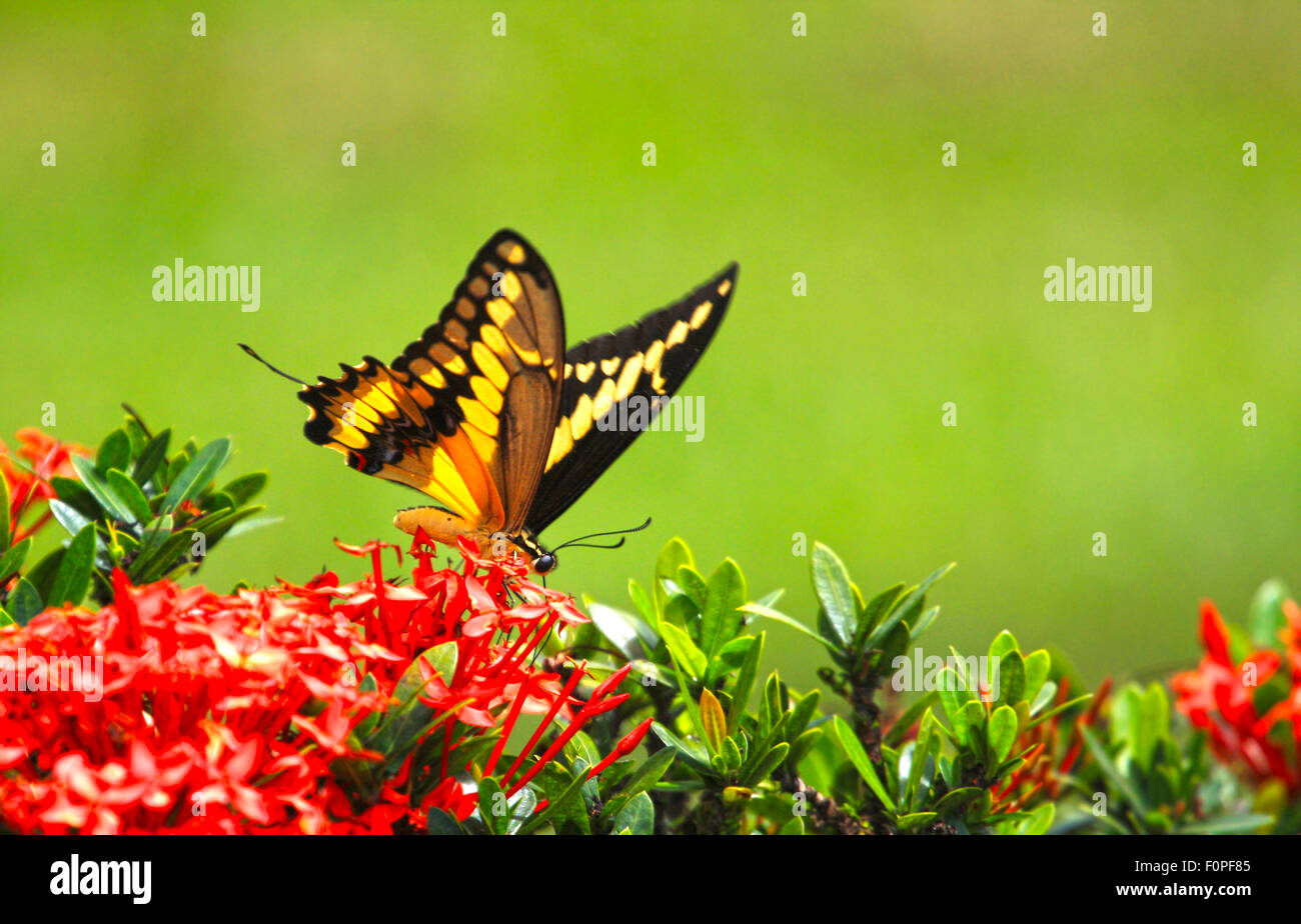 Schöne Riesen schlucken tail Butterfly Fütterung auf einige Blumen Stockfoto