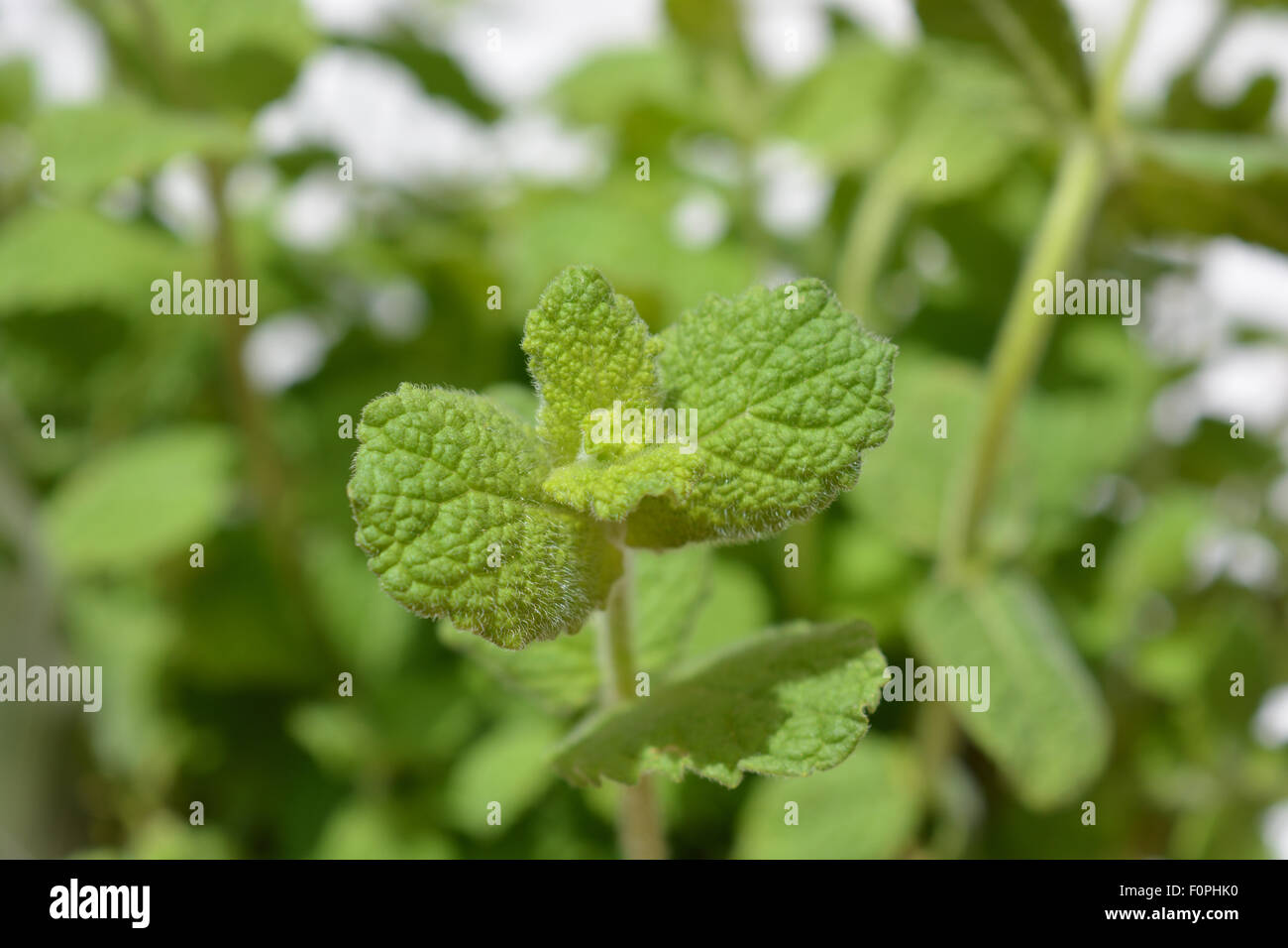 Apfel minze Fotos und Bildmaterial in hoher Auflösung Alamy
