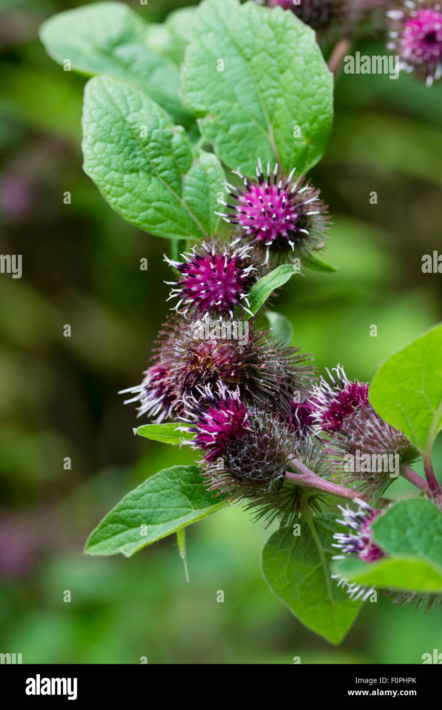 Sommer-Distel wie Blüten von geringerem Klette, Arctium minus, eine UK einheimischen Wildblumen. Stockfoto