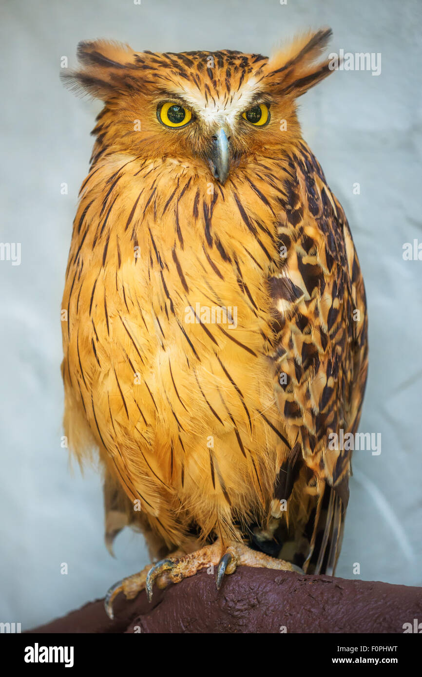 Buffy Fisch-Eule-Porträt, Nahaufnahme, gelbe Augen Stockfoto