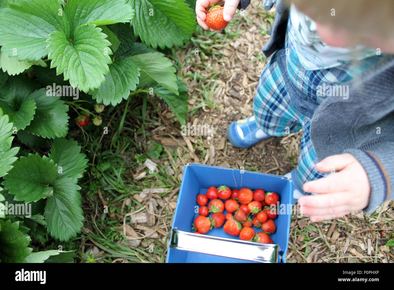 Kleinkind pflücken Erdbeeren, Obsthof Hendrewennol, Bonvilston, Cowbridge, Vale of Glamorgan, Wales. UK Stockfoto