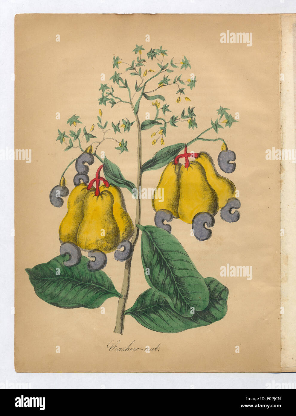 Viktorianische botanischen Abbildung der Cashew-nuss Stockfoto