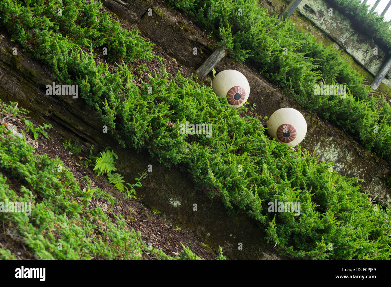 Dies ist ein Satz von zwei Augen, die als Dekoration im Blarney Garten in Irland platziert werden. Stockfoto