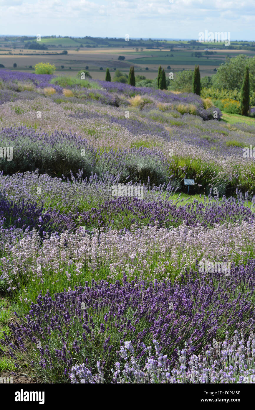 Blick von der Lavender Farm in Terrington in Richtung des Vale of York, North Yorkshire, England Stockfoto