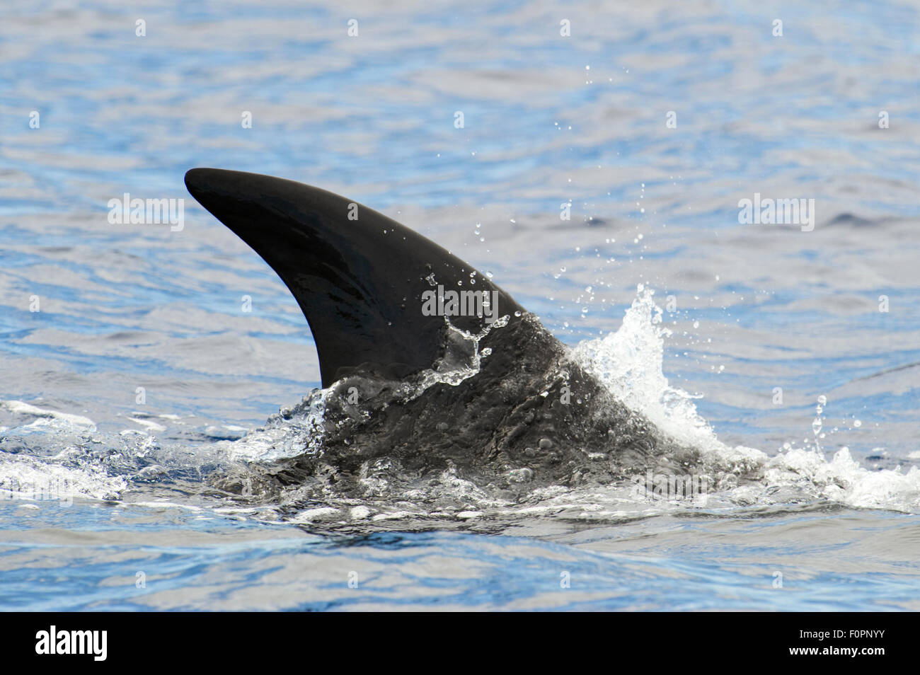 Sei Wal (Balaenoptera Borealis) Fin zeigt oben Wasser, Pico, Azoren, Portugal, Juni 2009 Stockfoto