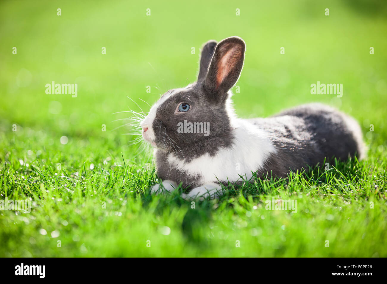Haustier Kaninchen auf dem grünen Rasen Stockfoto