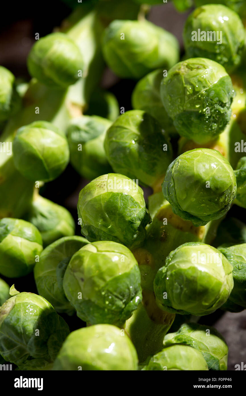 Ein fünf-am-Tag grünes Gemüse Rosenkohl oft Bestandteil ein Weihnachtsessen. eine UK Stockfoto