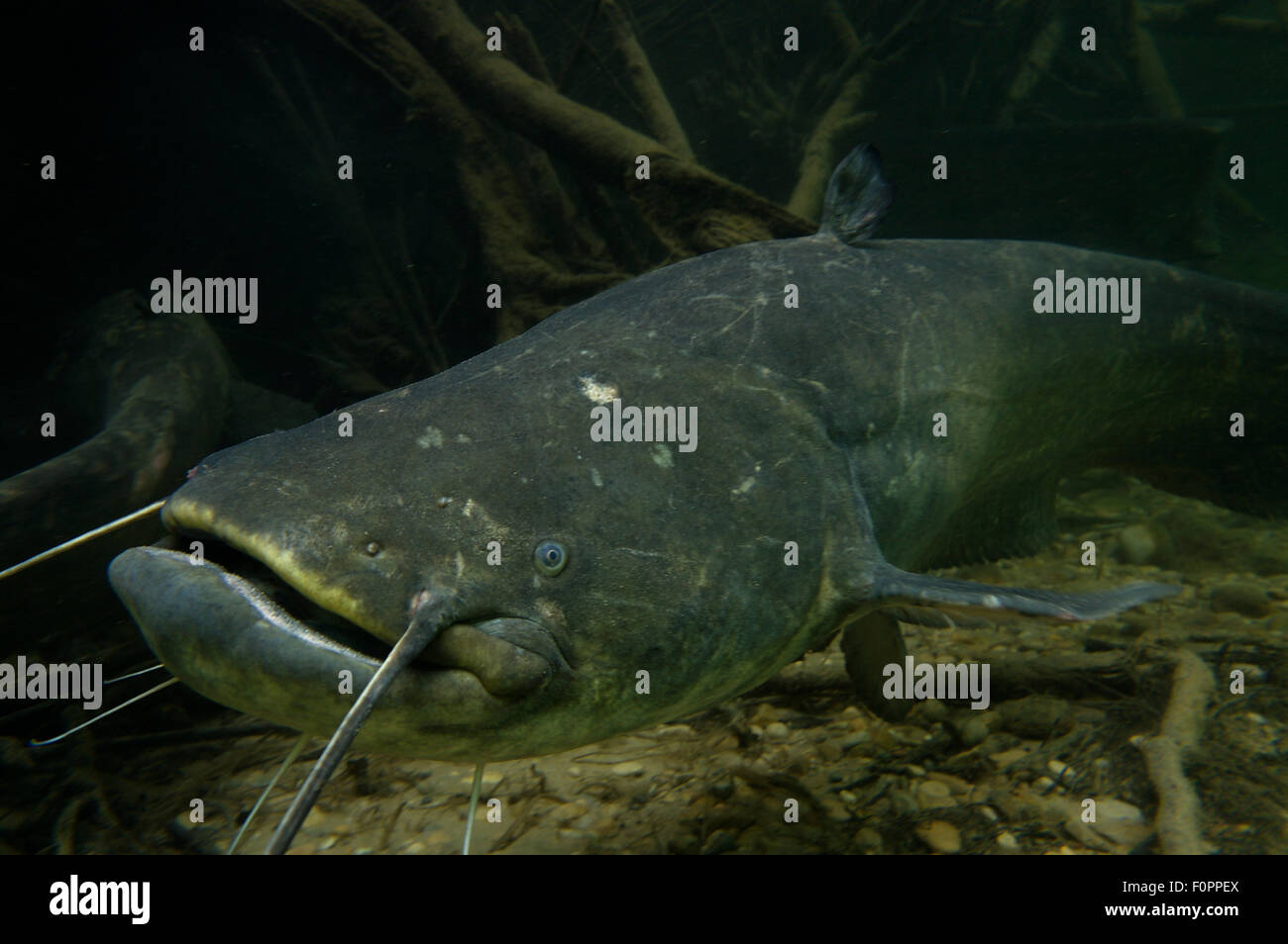 Silurus silurus Fotos und Bildmaterial in hoher Auflösung Alamy