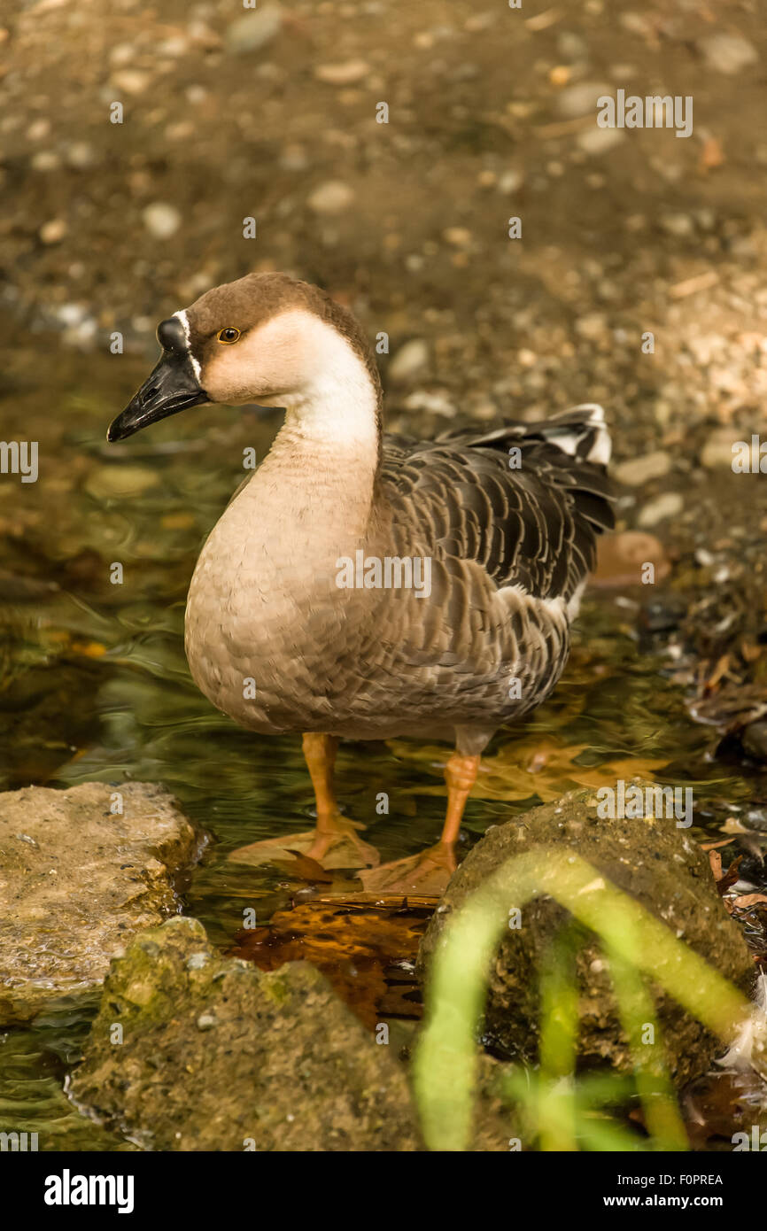 Inländische Freilandhaltung chinesische Gans stehend an der Seite von einem Bach neben seinem Bauernhof in Issaquah, Washington, USA. Stockfoto