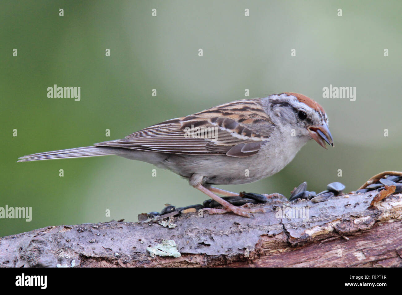Chipping Sparrow (Spizella Passerina) hocken auf einem Ast Essen Samen. Stockfoto